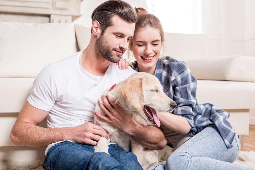 Crédito para la pareja de mascotas con perro